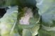 Цвітна капуста Альтаміра F1 2500 насінин