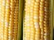 Кукурудза Камберленд F1 5 тис. насіння