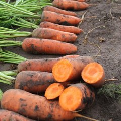 Морковь Нью Курода 0.5 кг 1,6-1,8