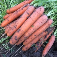 Морква Альянс F1 100 тис. насіння 1.4-1.6