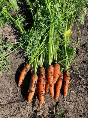 Морковь Нью Курода 0.5 кг 1,6-1,8