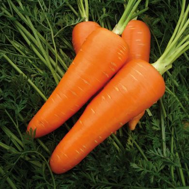 Морква Мірафлорес F1 100 тис. насінин 1,4-1,6