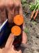 Морква Нью Курода 0.5 кг 1,6-1,8