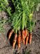 Морква Нью Курода 0.5 кг 1,6-1,8