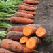 Морковь Нью Курода 0.5 кг 1,6-1,8 фото №1 из 4