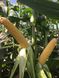 Кукуруза Сентинель F1 5000 семян фото №2 из 3