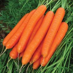 Морква Каданс F1 100 тис. насіння 1,6-1,8