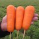 Морковь Боливар F1 100 тыс. семян 1,4- 1,6 фото №4 из 4