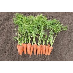 Морква Кесена F1 100 тис. насіння 1,6-1,8