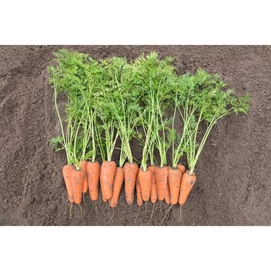 Морква Кесена F1 100 тис. насіння 1,6-1,8