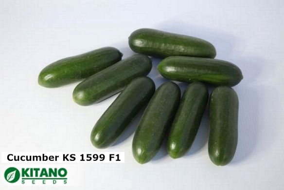 Огірок KS 1599 F1 100 насінин