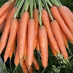 Морква Престо F1 25 тис. насіння 1,6-1,8