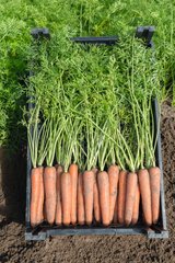 Морковь Ньюхол F1 100 тыс. семян 1,6-1,8