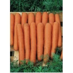 Морковь Маэстро F1 100 тыс. семян