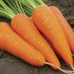 Морковь Шантане Ред Кор 0,5 кг