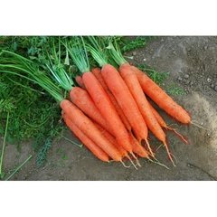 Морква Матч F1 25 тис. насіння