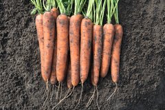 Морква Норвей F1 100 тис. насінин 1,6-1,8