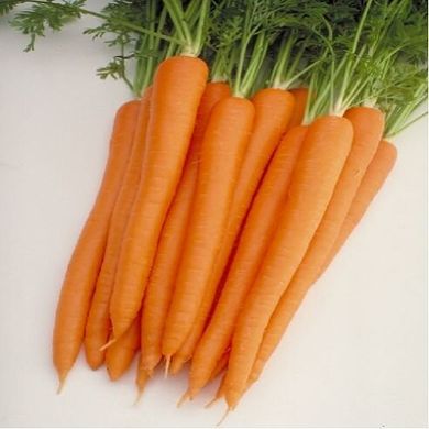 Морковь Шугаснекс 54 F1 100 тыс. 1,4-1,6