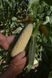 Кукуруза Николь F1 5000 семян фото №3 из 3