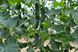 Огурец Пикскор F1 500 семян фото №3 из 3