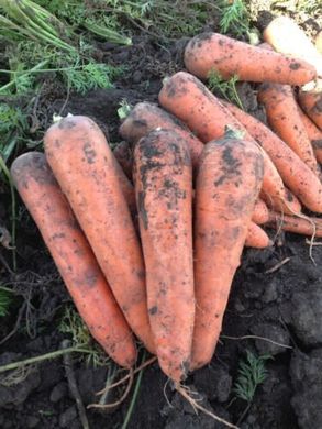 Морква Тітан F1 25 тис. насінин 1,8-2,0