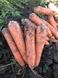 Морковь Титан F1 25 тыс. семян 1,8-2,0 фото №4 из 4