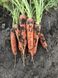 Морковь Титан F1 25 тыс. семян 1,8-2,0 фото №2 из 4