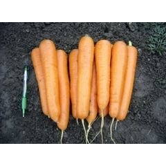 Морква Аттіліо F1 100 тис. насіння