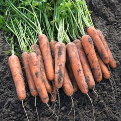 Морква Натуна F1 100 тис. насіння 1,6-1,8