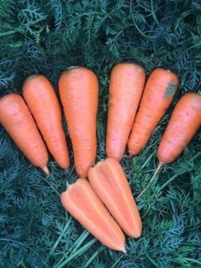 Морква СВ 7381 ДХ F1 1 млн. насіння 1,6-1,8