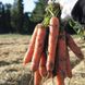 Морква Натуна F1 100 тис. насіння 1,6-1,8