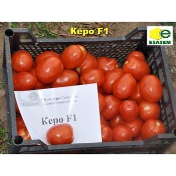 Томат Керо F1 1000 насінин