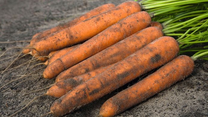 Морква Ніланд F1 100 тис. насінин 1,6-1,8