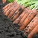 Морковь Ниланд F1 100 тыс. семян 1,6-1,8 фото №1 из 3