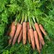 Морковь Ниланд F1 100 тыс. семян 1,6-1,8 фото №2 из 3