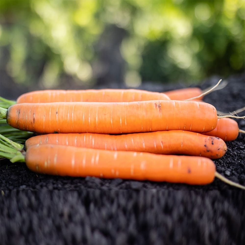 Морковь гибриды. Семена. Морковь "Апельсинка". Морковь гибрид. Морковь семена гибриды. Сорта моркови круглой формы.
