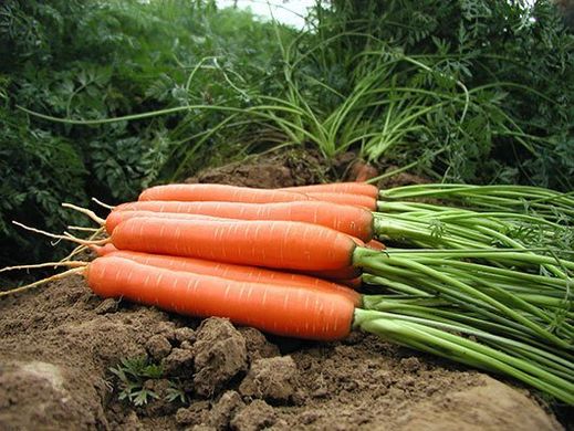 Морква Дейлянс F1 100 тис. насіння 1,6-1,8