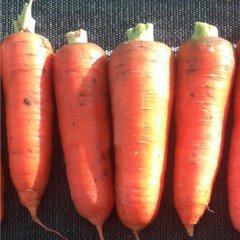 Морковь Курода Пауэр 0,5 кг