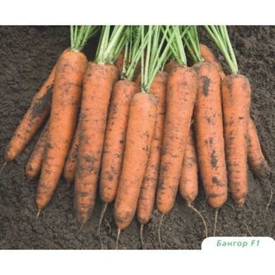 Морква Бангор F1 100 тис. насіння 1,6-1,8