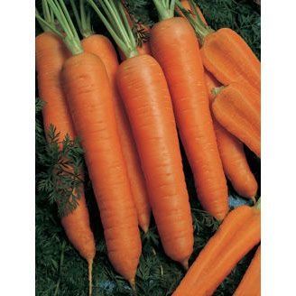 Морква Наполі F1 25 тис. насіння 1,6-1,8