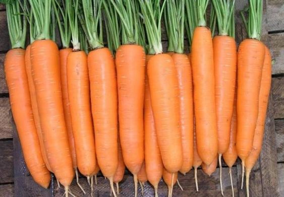 Морковь Дордонь F1 100 тыс. семян 1,4-1,6
