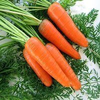 Морква Емперор F1 100 тис. насінин
