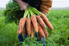 Морква Кардіф F1 100 тис. насіння 1,6-1,8