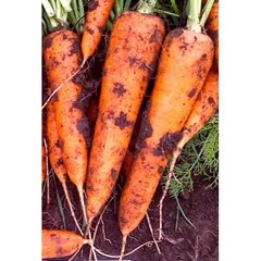 Морква Діаменто F1 100 тис. насіння