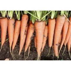 Морковь Скарла 0,5 кг