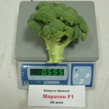 Брокколи Маратон F1 1000 семян