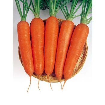 Морква Вікторія F1 0,5 кг
