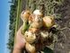 Цибуля Альбатрос F1 10 тис. насіння
