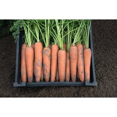 Морква Берлін F1 100 тис. насіння 1,6-1,8