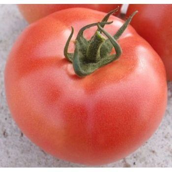 Томат VP-2 F1 250 насінин